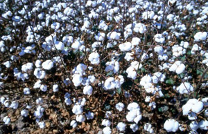 Cotton Field close-up