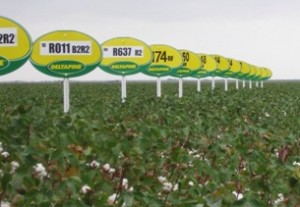 Deltapine variety signs