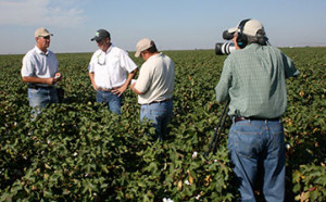 West Texas Cotton field