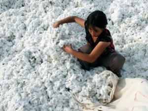 China Cotton