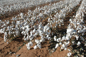 India Cotton Production