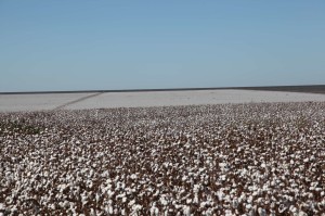 Brazilian Cotton Field